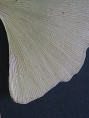Borde de hoja seca de Gingko biloba estriada, en forma de abanico, amarillo. Árbol fósil