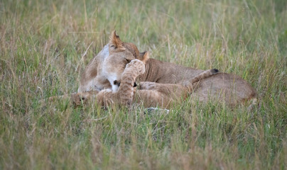 Lioness playing with cub