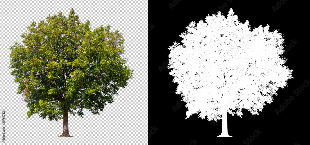 Aufkleber tree on transparent picture background with clipping path