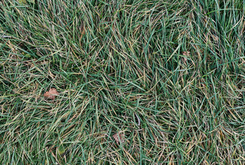 green and yellow grass leaves in the autumn, view from the top, close up