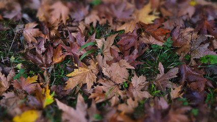 autumn leaves on green grass