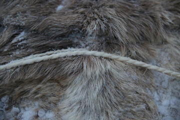 texture of fur