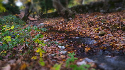 autumn leaves in the forest