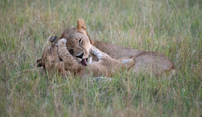 lioness and her cub playing