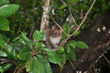 A monkey sits on a tree and looks at the photographer. In the background is a tropical jungle. Wild long-tailed macaque of Krabi province.