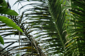 A huge spider sits in the center of its web. In the background are exotic tropical plants. Spider on the background of a large palm leaf.