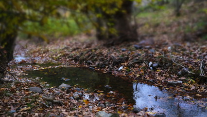 autumn leaves in the stream