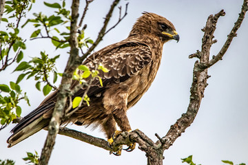 bird of prey