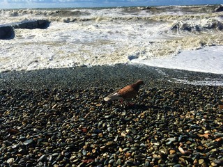 Bird pigeon on the background of a rocky beach with a pier and waves crashing on the shore