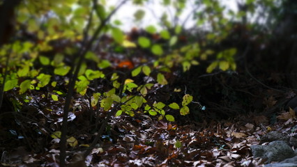 autumn leaves in water