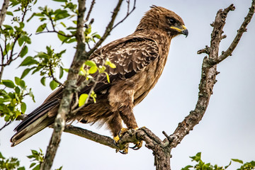 marshal eagle in a tree