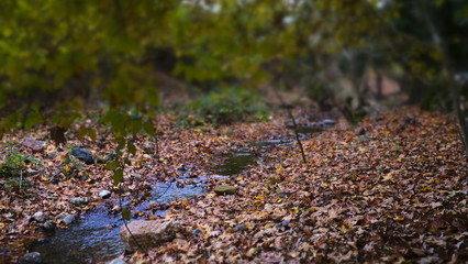 autumn leaves in stream