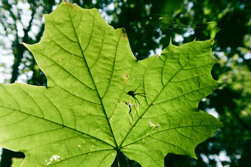 Fototapeta premium A beautiful vivid green tree leaf with the shadow silhouette of a predator spider and web waiting to attack its prey. Sunny weather with green vegetation. Close up details of animals and leaves.