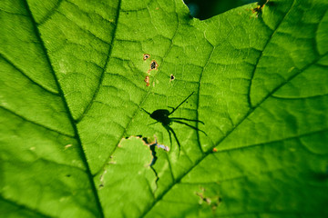 A beautiful vivid green tree leaf with the shadow silhouette of a predator spider and web waiting to attack its prey. Sunny weather with green vegetation. Close up details of animals and leaves.