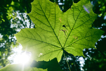 A beautiful vivid green tree leaf with the shadow silhouette of a predator spider and web waiting to attack its prey. Sunny weather with green vegetation. Close up details of animals and leaves.
