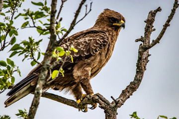 marshal eagle in a tree