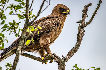 marshal eagle in a tree