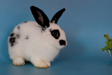 The white rabbit and the black eye are sitting away from the basket of fruits and vegetables.