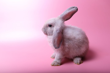 The gray rabbit and short ears sit back to the back on a pink background.