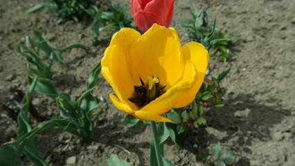 yellow tulips in the garden