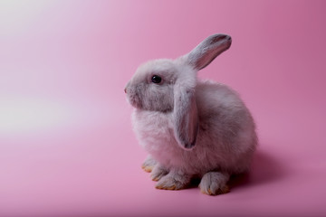 The gray rabbit and short ears sit back to the back on a pink background.