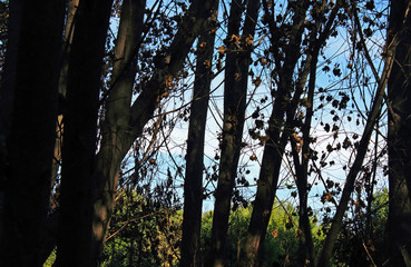 Fototapeta premium Trees in the forest, natural landscape