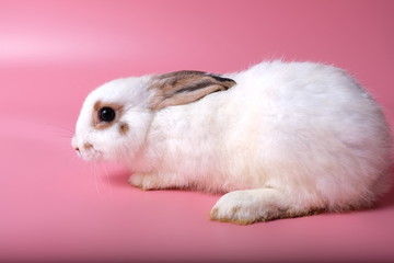 One little white rabbit ball and brown eye rim are learning to walk on a pink background.