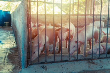 Group of pig that looks healthy in local ASEAN swine farm at livestock. The concept of standardized and clean farming without local diseases or conditions that affect piglet growth or fecundity