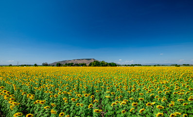 Sunflower field and blue sky background