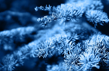 Christmas tree. Abstract blur Colorful blue background. Classic blue color 