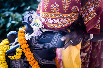 an Indian woman worships the sacred bull Nandi.