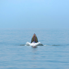 Fototapeta premium Bryde's whale opens mouth wide to eating small fish at Bangtaboon, Petchburi, Gulf of Thailand.