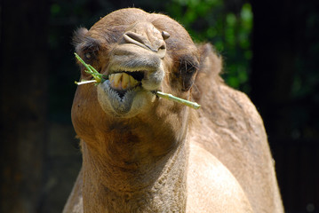The Hungry Camel Eating Vegetables