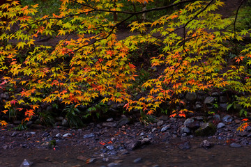 Red and yellow maple leaf above the small river in autumn Japan