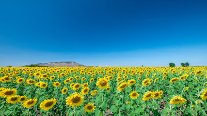 Sunflower field and blue sky background