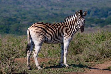 zebra standing in field