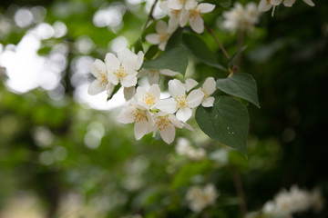 Beautiful jasmine flower, on green background