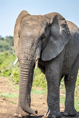 Fototapeta na wymiar elephant on road
