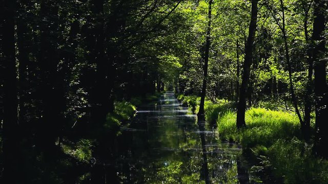 Gerader Kanal in grünem Laubwald im Spreewald