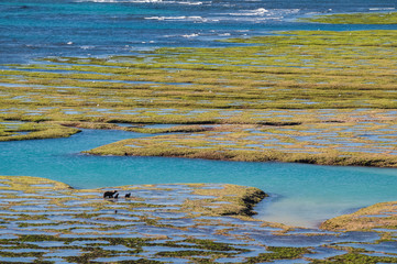 Stone shoal at low tide, Peninsula Valdes, Patagonia, Argentina