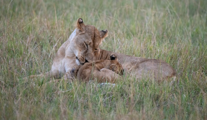 lioness nuzzles cub