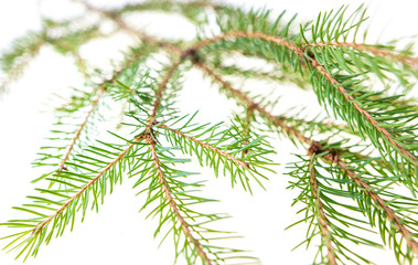 Green needles on a Christmas tree branch