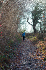 Obraz premium woman hiking in forest in Brecon Beacons National Park, Wales, in winter.