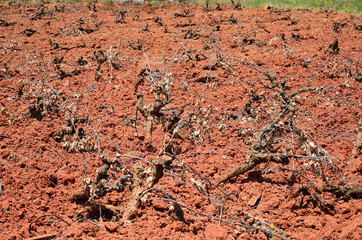 Arrachage de vignes