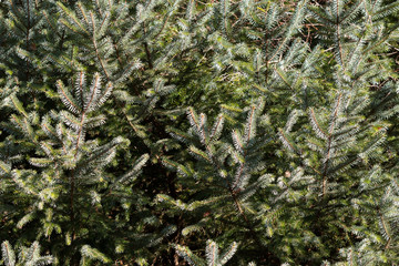 pine tree in forest