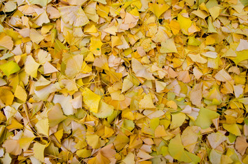 Yellow Autumn Leaves.