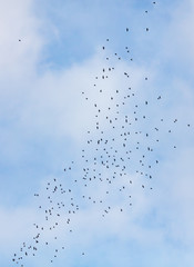 A flock of birds against the sky with clouds