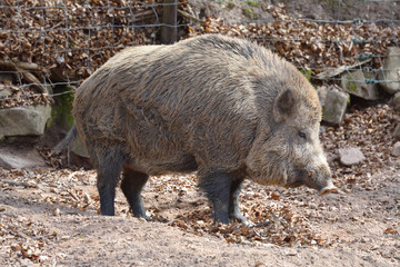 Big and wild boar with brown wool in a special corral with a fence