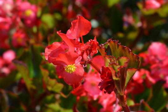 Wax Begonia Trophee Rouge