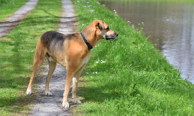 A beautiful red-haired domestic dog with a collar stands on the shore of the river.